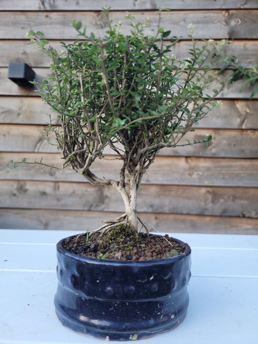 lonicera nitida twiggy bonsai i bonsai skål - Højde (Træ): 16 cm - Dybde (Træ): 13 cm - Japan