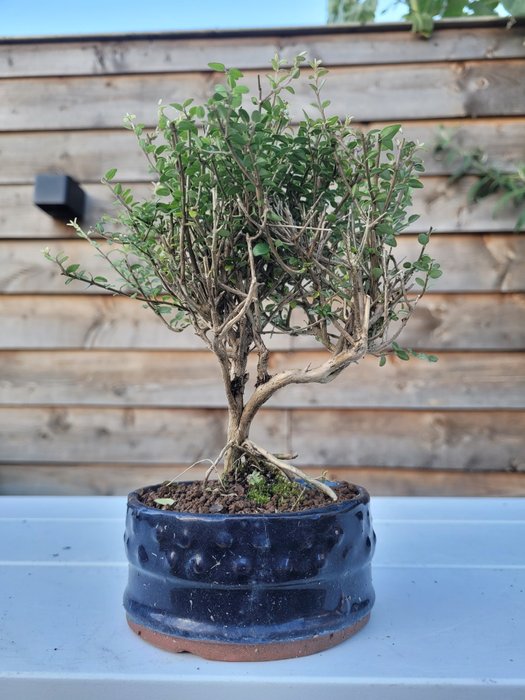 lonicera nitida twiggy bonsai i bonsai skål - Højde (Træ): 16 cm - Dybde (Træ): 13 cm - Japan