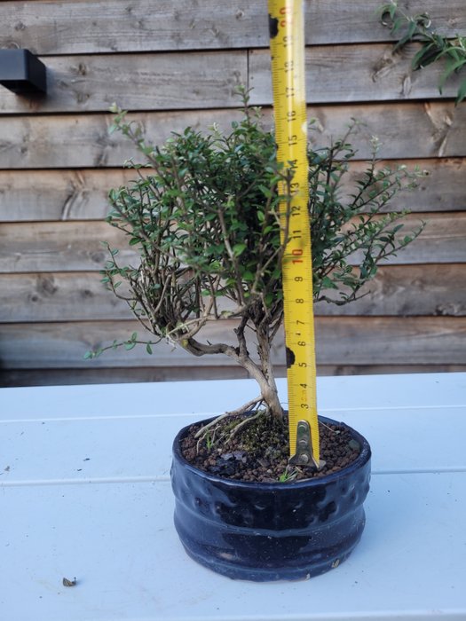 lonicera nitida twiggy bonsai i bonsai skål - Højde (Træ): 16 cm - Dybde (Træ): 13 cm - Japan