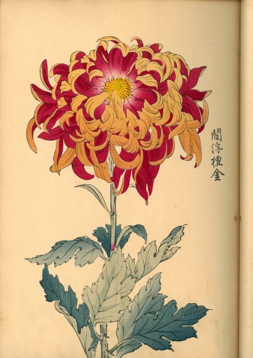 契花百菊 (Keika Hyakkiku) - Keika's One Hundred Chrysanthemums, Volumes 1  2, Meiji 26 - 1893 - 長谷川契華 (Keika Hasegawa) - Japan -  Meiji-perioden (1868-1912)