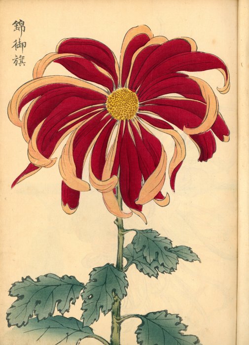 契花百菊 (Keika Hyakkiku) - Keika's One Hundred Chrysanthemums, Volumes 1  2, Meiji 26 - 1893 - 長谷川契華 (Keika Hasegawa) - Japan -  Meiji-perioden (1868-1912)