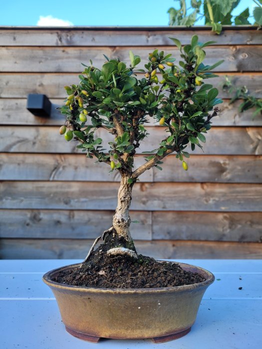 berberis thunbergii kobold bonsai i smuk bonsai skål - Højde (Træ): 20 cm - Dybde (Træ): 14 cm - Japan