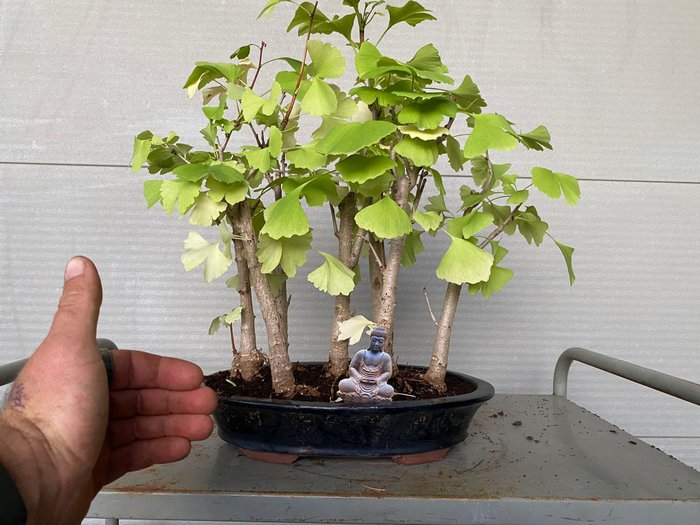 Ginkgo bonsai (Ginkgo biloba) - Højde (Træ): 42 cm - Dybde (Træ): 42 cm - Belgien - 7 stammer