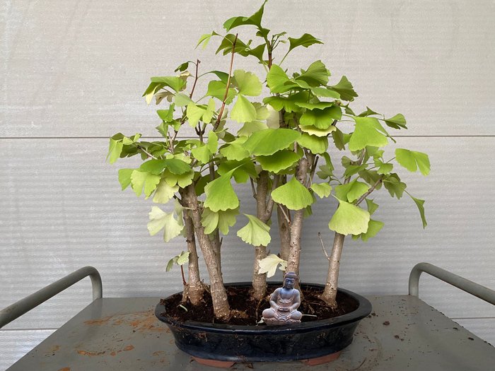 Ginkgo bonsai (Ginkgo biloba) - Højde (Træ): 42 cm - Dybde (Træ): 42 cm - Belgien - 7 stammer