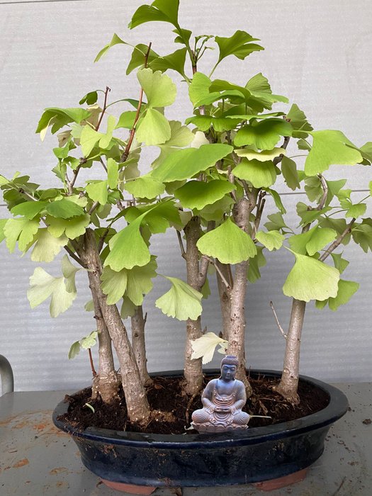 Ginkgo bonsai (Ginkgo biloba) - Højde (Træ): 42 cm - Dybde (Træ): 42 cm - Belgien - 7 stammer