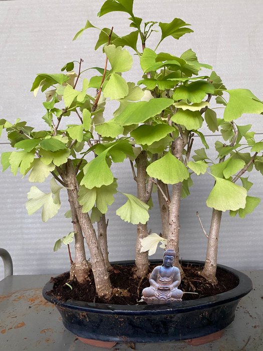 Ginkgo bonsai (Ginkgo biloba) - Højde (Træ): 42 cm - Dybde (Træ): 42 cm - Belgien - 7 stammer