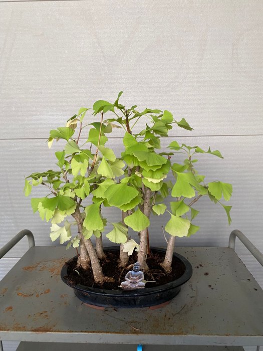 Ginkgo bonsai (Ginkgo biloba) - Højde (Træ): 42 cm - Dybde (Træ): 42 cm - Belgien - 7 stammer