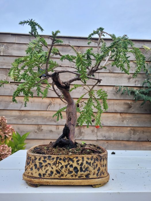 Takstræ bonsai (Taxus) - Højde (Træ): 25 cm - Dybde (Træ): 30 cm - Holland