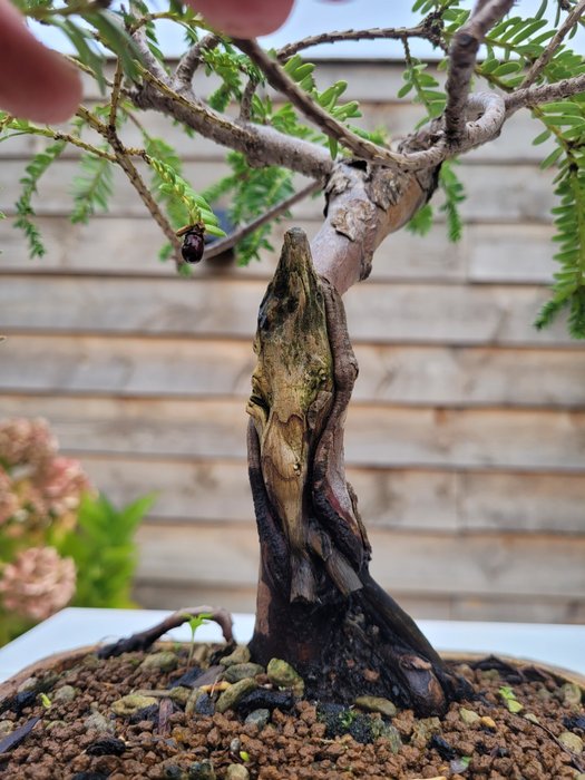 Takstræ bonsai (Taxus) - Højde (Træ): 25 cm - Dybde (Træ): 30 cm - Holland