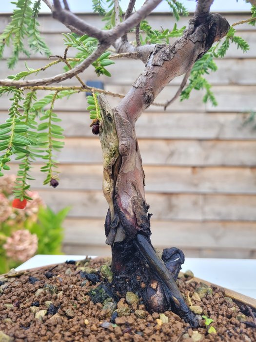 Takstræ bonsai (Taxus) - Højde (Træ): 25 cm - Dybde (Træ): 30 cm - Holland