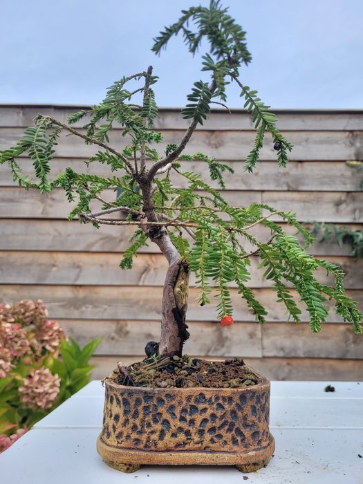 Takstræ bonsai (Taxus) - Højde (Træ): 25 cm - Dybde (Træ): 30 cm - Holland