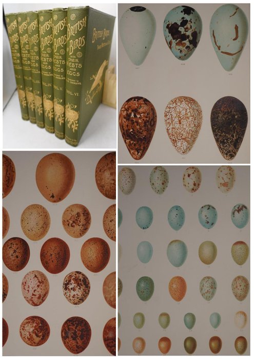 F. W. Frohawk - British birds with their nests and eggs [6-volume set] - 1896