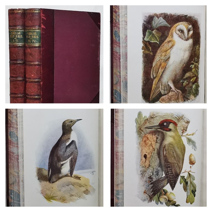 W. Swaysland - Familiar Wild Birds (Complete 4 Series with 160 Colour Plates) - 1901