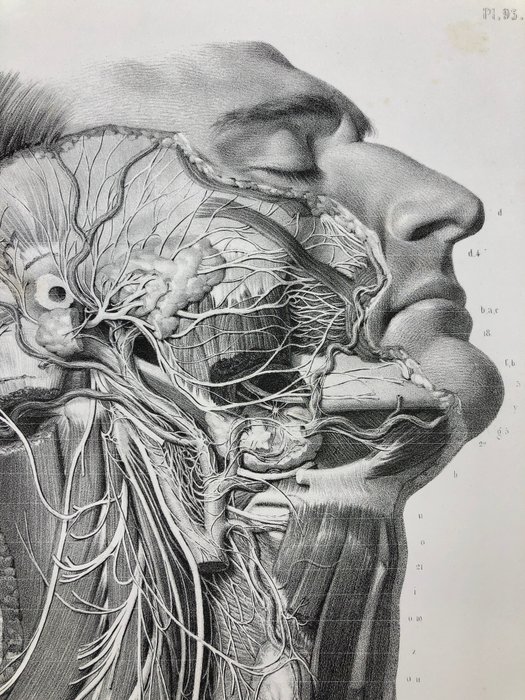 Undervisningsmaterialer - Nicolas-Henri Jacob  Jean Baptiste Marc Bourgery - traité d'anatomie de l'homme 1881 - Papir - 1850-1900