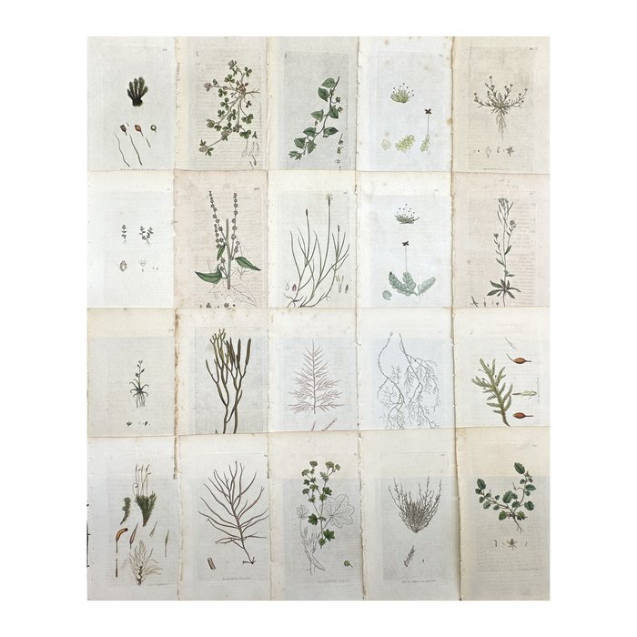 James Sowerby - Set of 20 Botanical Prints - Atriplex Smithii - Sagina Apetala - Thale Cress - 1814