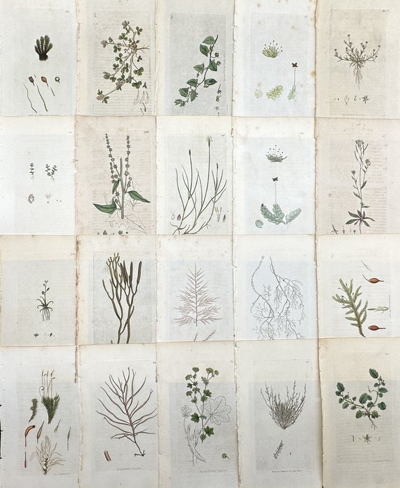 James Sowerby - Set of 20 Botanical Prints - Atriplex Smithii - Sagina Apetala - Thale Cress - 1814