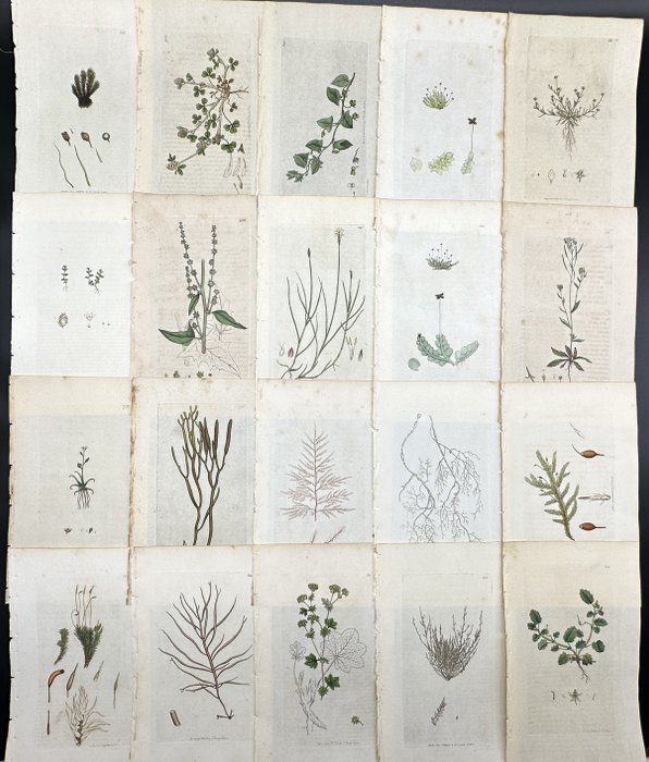 James Sowerby - Set of 20 Botanical Prints - Atriplex Smithii - Sagina Apetala - Thale Cress - 1814