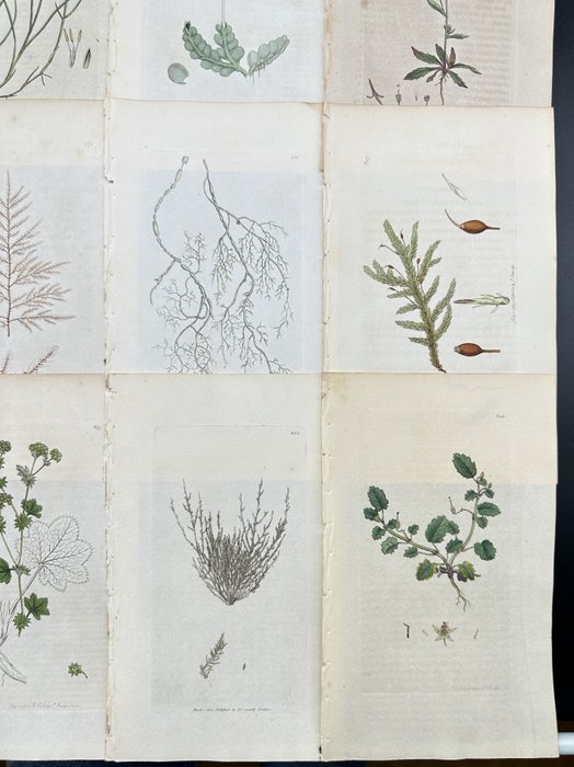 James Sowerby - Set of 20 Botanical Prints - Atriplex Smithii - Sagina Apetala - Thale Cress - 1814