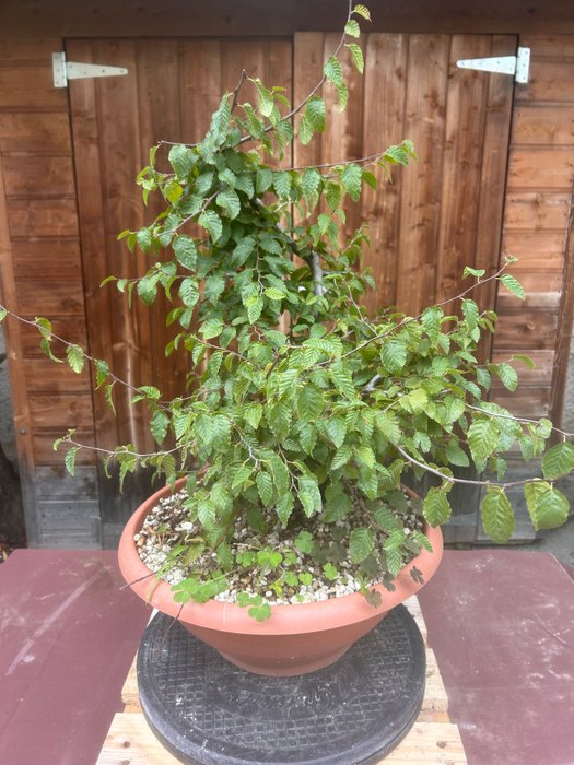 Avnbøgs bonsai (Carpinus) - Højde (Træ): 50 cm - Dybde (Træ): 35 cm - Italien - Avnbøg bonsai