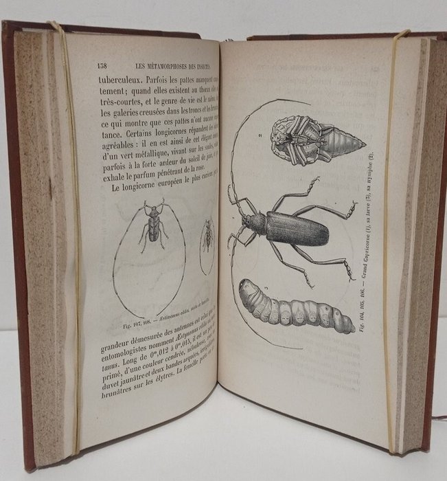 Maurice Girard - Les métamorphoses des insectes, orné de 350 vignettes - 1870