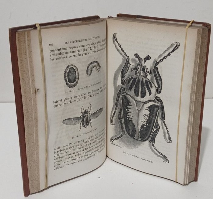 Maurice Girard - Les métamorphoses des insectes, orné de 350 vignettes - 1870