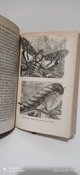 Maurice Girard - Les métamorphoses des insectes, orné de 350 vignettes - 1870