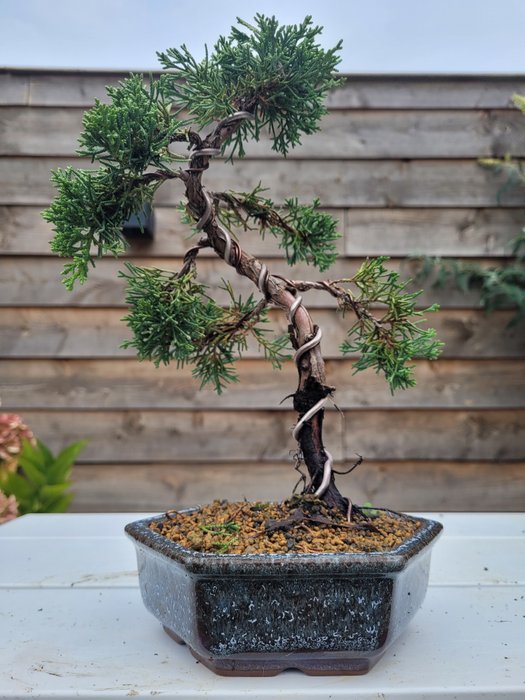 Enebærtræs bonsai (Juniperus) - Højde (Træ): 25 cm - Dybde (Træ): 20 cm - Japan