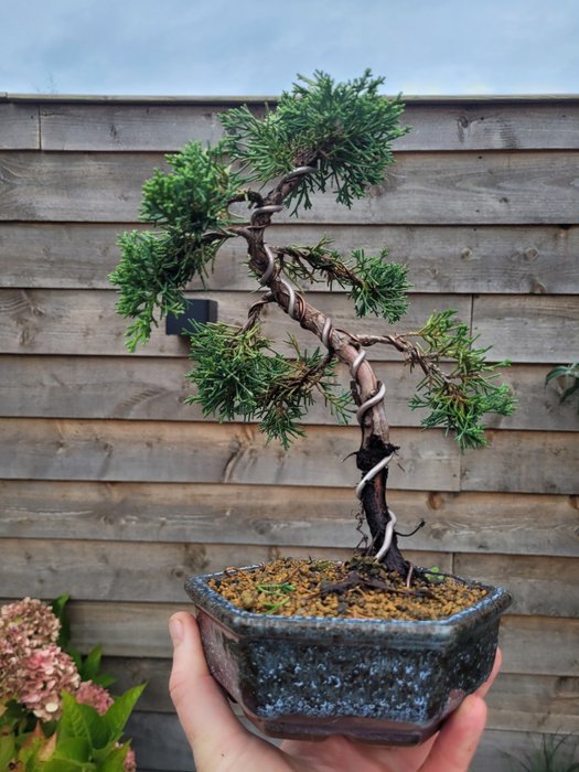 Enebærtræs bonsai (Juniperus) - Højde (Træ): 25 cm - Dybde (Træ): 20 cm - Japan