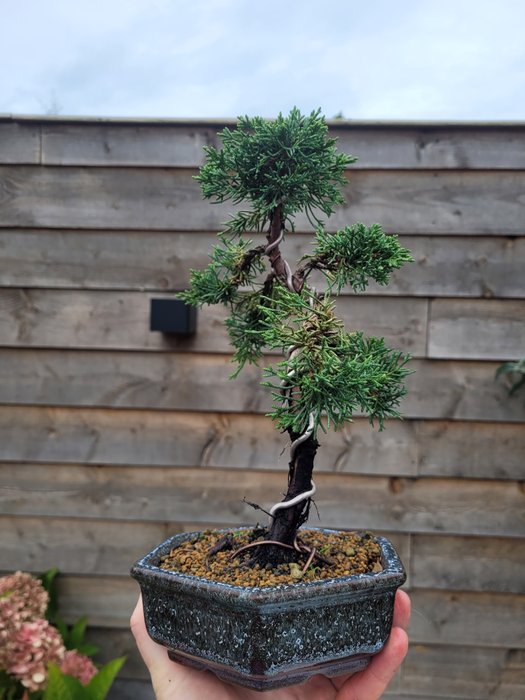 Enebærtræs bonsai (Juniperus) - Højde (Træ): 25 cm - Dybde (Træ): 20 cm - Japan