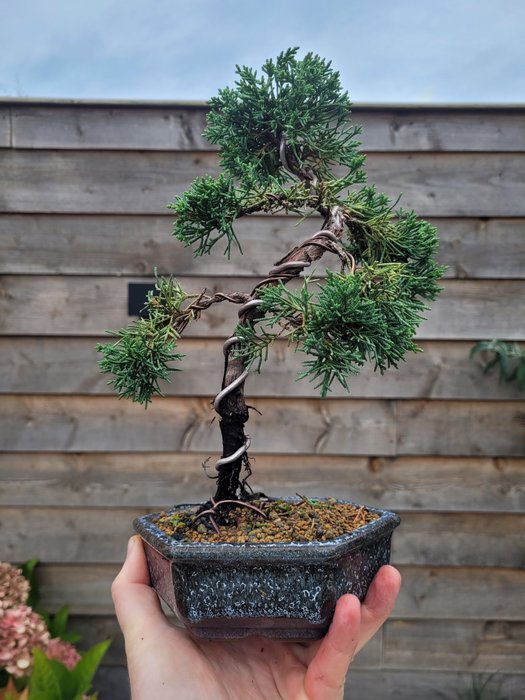 Enebærtræs bonsai (Juniperus) - Højde (Træ): 25 cm - Dybde (Træ): 20 cm - Japan