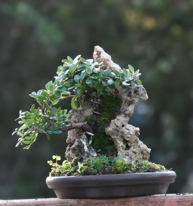 Cotoneaster bonsai - Højde (Træ): 28 cm - Dybde (Træ): 20 cm - Italien