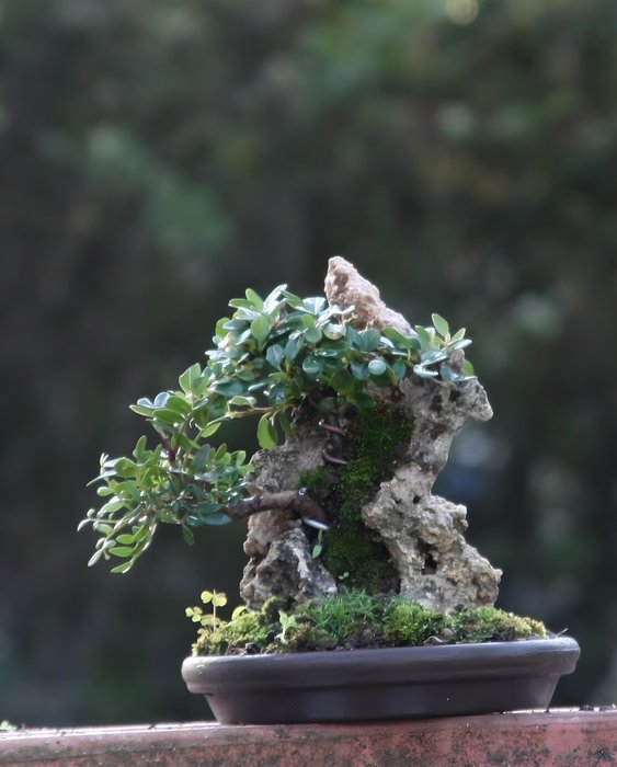 Cotoneaster bonsai - Højde (Træ): 28 cm - Dybde (Træ): 20 cm - Italien