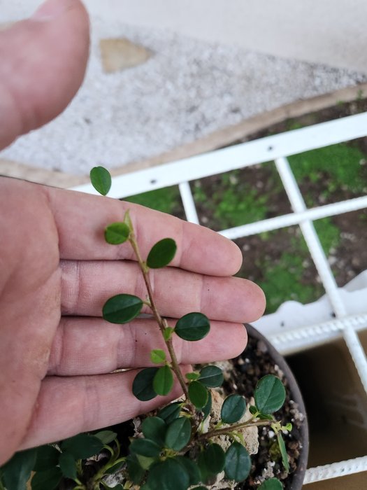 Cotoneaster bonsai - Højde (Træ): 28 cm - Dybde (Træ): 20 cm - Italien