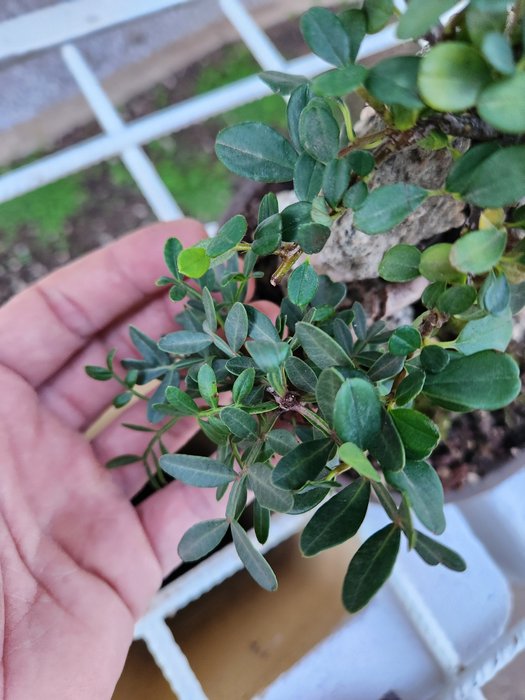 Cotoneaster bonsai - Højde (Træ): 28 cm - Dybde (Træ): 20 cm - Italien