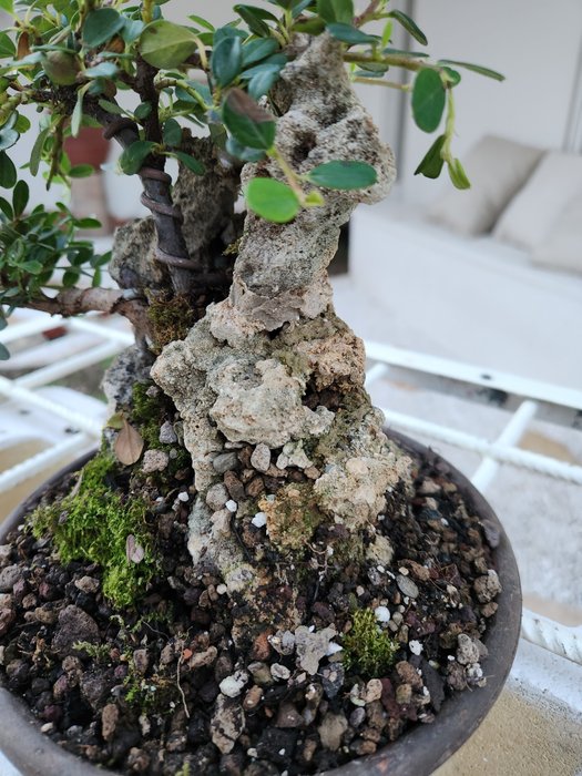 Cotoneaster bonsai - Højde (Træ): 28 cm - Dybde (Træ): 20 cm - Italien