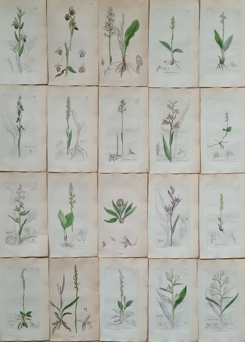 James Sowerby - 20 partly hand-coloured beautiful lithographs with orchids a.o bee orchid, fly orchid, twayblades,