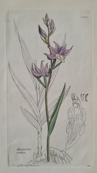 James Sowerby - 20 partly hand-coloured beautiful lithographs with orchids a.o bee orchid, fly orchid, twayblades,