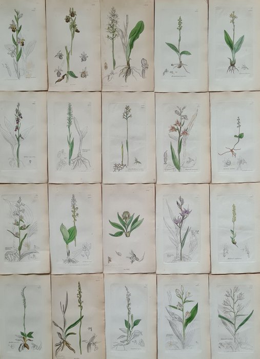 James Sowerby - 20 partly hand-coloured beautiful lithographs with orchids a.o bee orchid, fly orchid, twayblades,