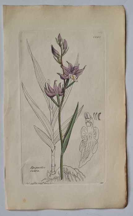 James Sowerby - 20 partly hand-coloured beautiful lithographs with orchids a.o bee orchid, fly orchid, twayblades,