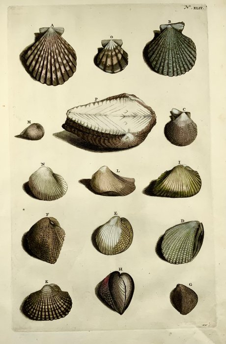 Maria Sibylla Merian; Georg Eberhard Rumpf - Sea Shells - 1705