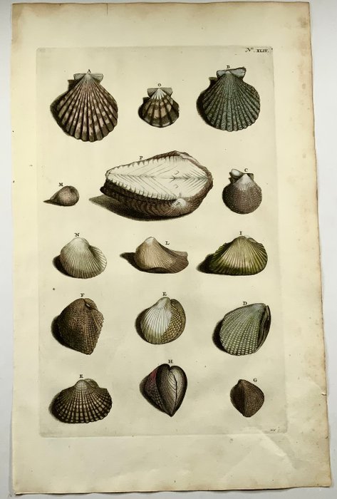 Maria Sibylla Merian; Georg Eberhard Rumpf - Sea Shells - 1705