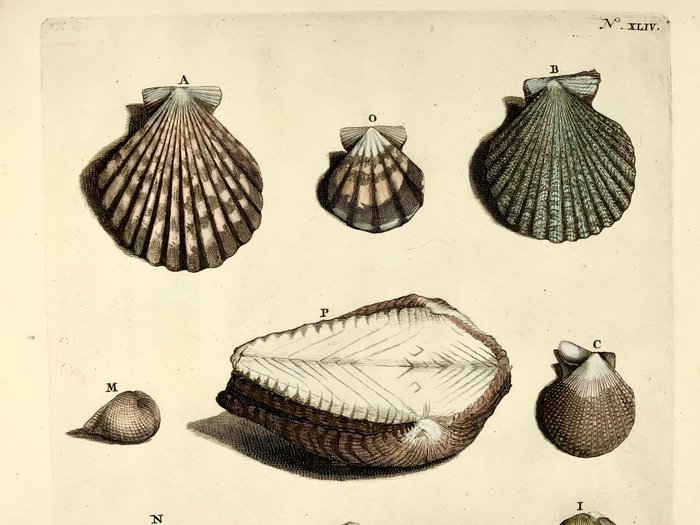 Maria Sibylla Merian; Georg Eberhard Rumpf - Sea Shells - 1705