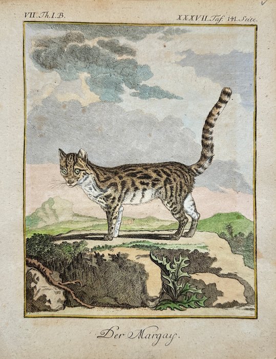 Jacques de Seve  Georges-Louis Leclerc Comte de Buffon - The Margay - Leopardus wiedii - 1769