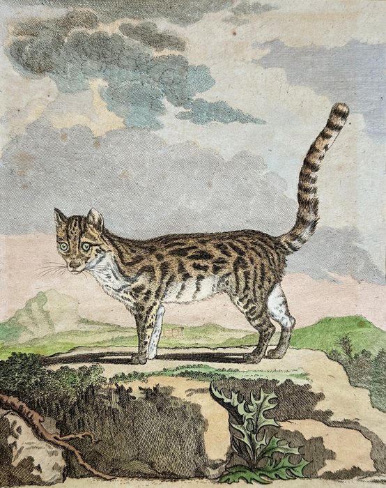 Jacques de Seve  Georges-Louis Leclerc Comte de Buffon - The Margay - Leopardus wiedii - 1769