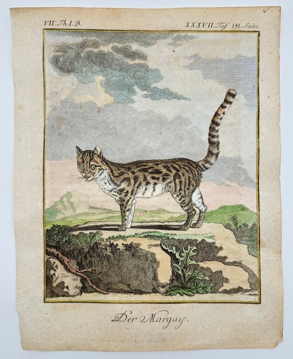 Jacques de Seve  Georges-Louis Leclerc Comte de Buffon - The Margay - Leopardus wiedii - 1769