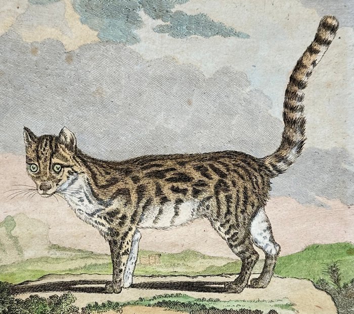 Jacques de Seve  Georges-Louis Leclerc Comte de Buffon - The Margay - Leopardus wiedii - 1769