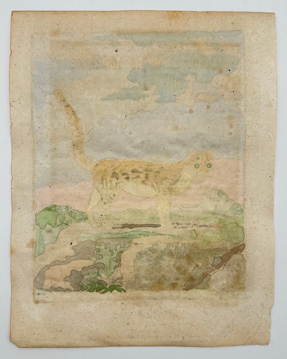 Jacques de Seve  Georges-Louis Leclerc Comte de Buffon - The Margay - Leopardus wiedii - 1769