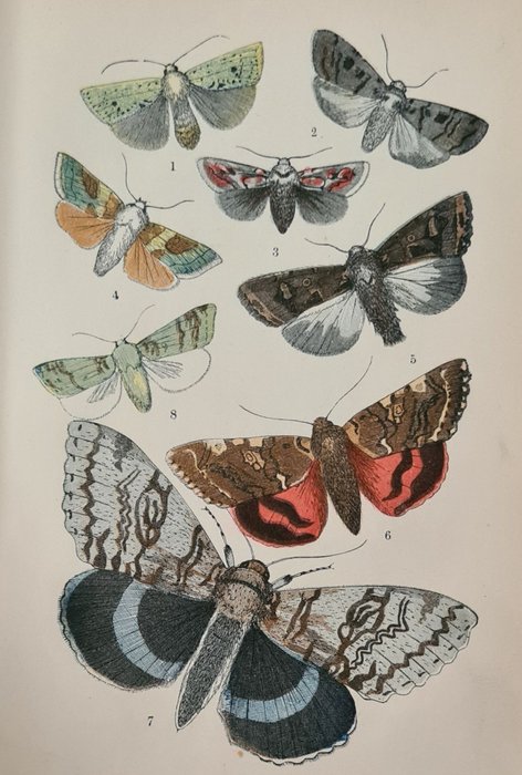 John George Wood - The common moths of England - 1870