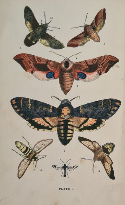 John George Wood - The common moths of England - 1870