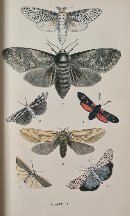 John George Wood - The common moths of England - 1870